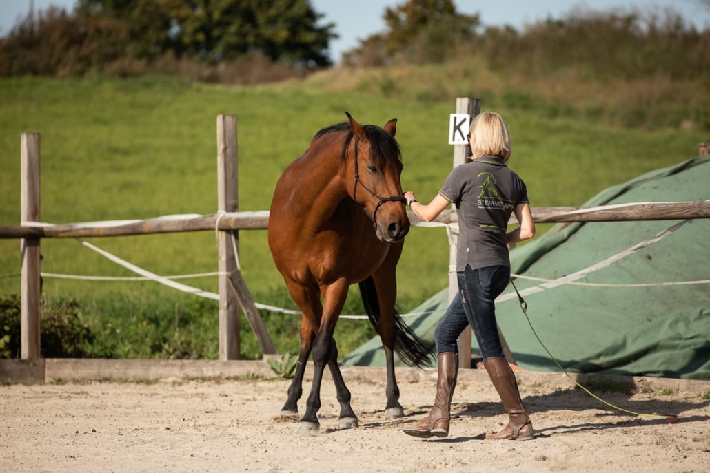 Stefanie Barth trainiert ein braunes Pferd in Handarbeit auf einem Außenplatz