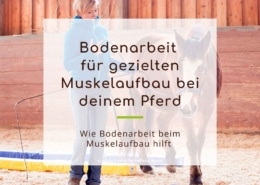 Bodenarbeit für gezielten Muskelaufbau beim Pferd