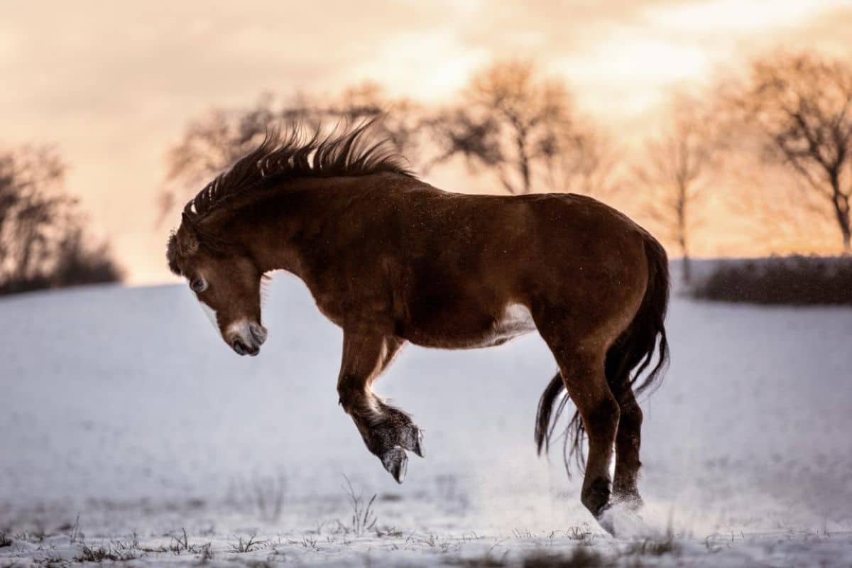 Braunes Pferd buckelt im Schnee